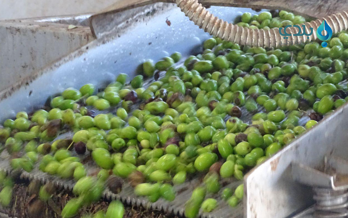 زيتون إدلب يعاني من الحرب وانح...