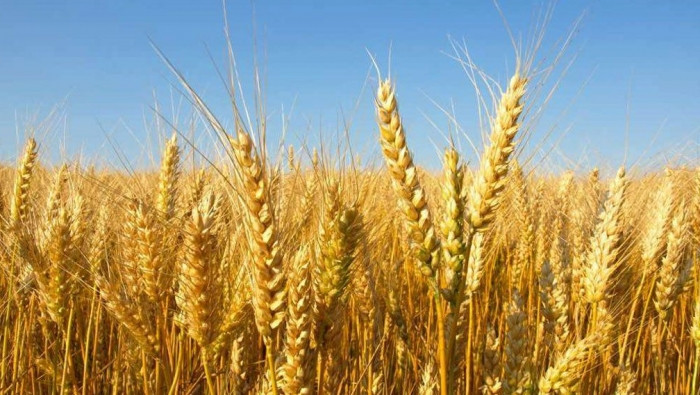 عمليات شراء القمح انتقائية وخس...