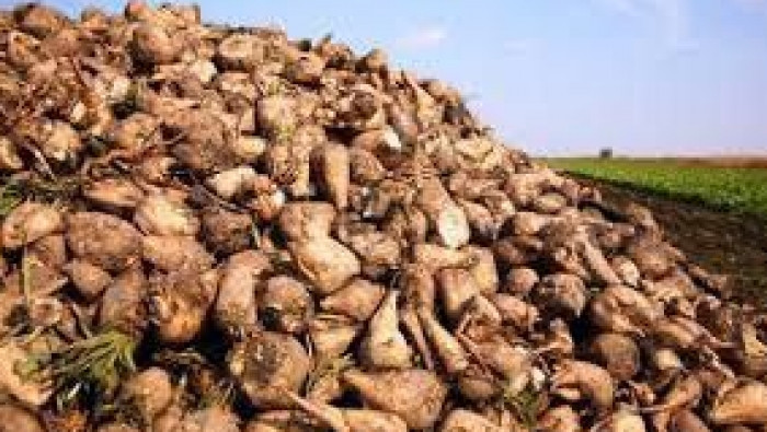 النظام يوقف "سكر سلحب" ويبيع ا...