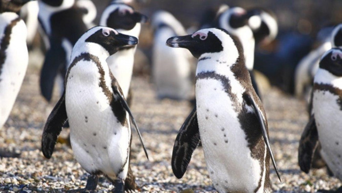 البطريق الإفريقي يساعد طيور ال...