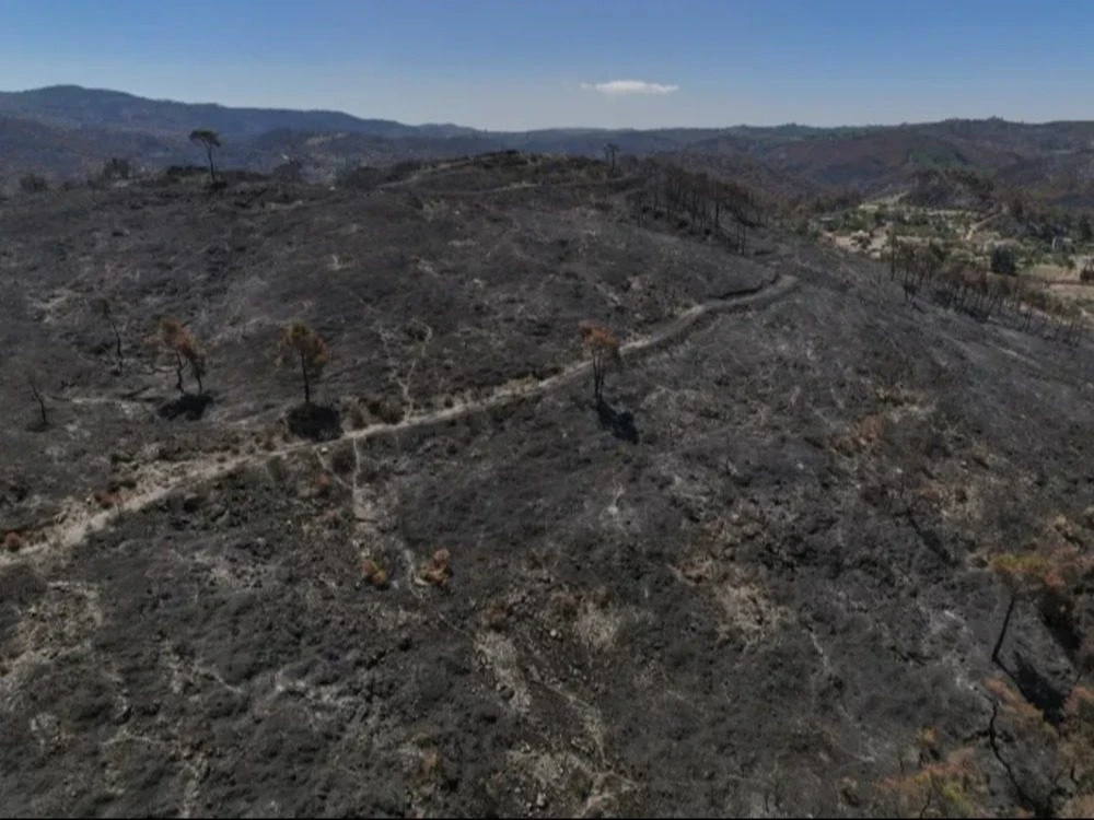 الغابات السورية تخسر 20 ألف هك...