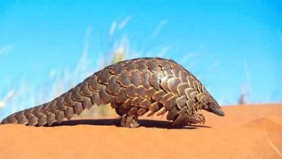 ما علاقة آكل النمل بانتشار فير...