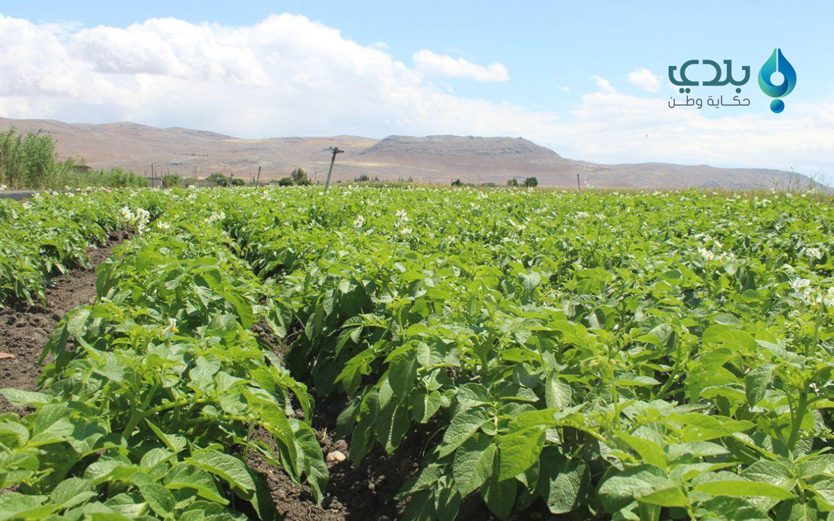 النظام يسيطر على جبل شحشبو بإد...