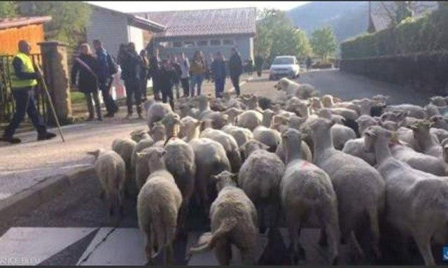 صحيفة موالية: أسعار المواشي تج...