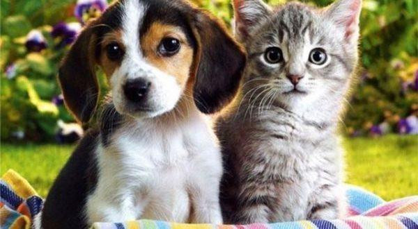 قرار تاريخي.. مدينة صينية تمنع...