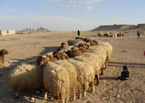 رعاة يتصدون للميليشيات الإيران...