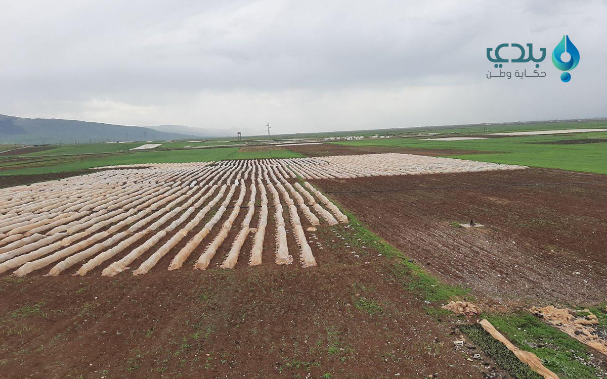 بعد رحلة نزوح.. مزارعو سهل الغ...