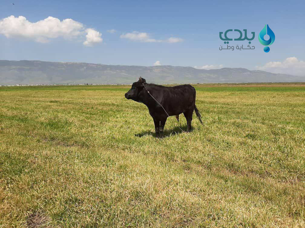 النزوح وانعكاساته على تربية ال...