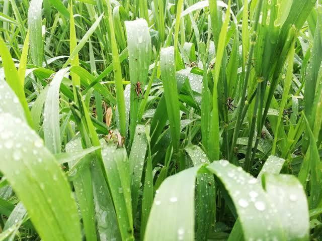 آفة جديدة تهدد محصول القمح في...