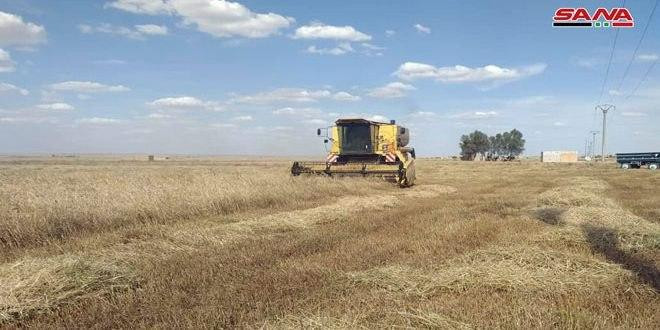 إدارة "قسد" ترفض شراء محصول ال...