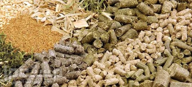 حكومة النظام تستورد "علفا" بقي...