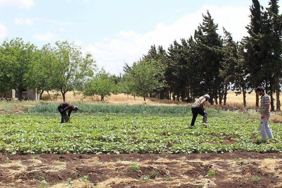 الجراد يغزو محصول "التبغ" في ح...
