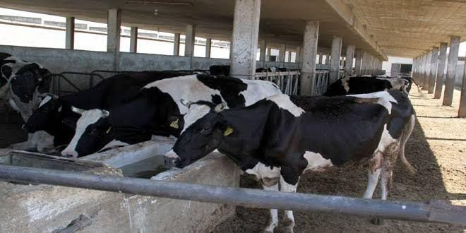 النظام يخصص ملايين الليرات لمع...