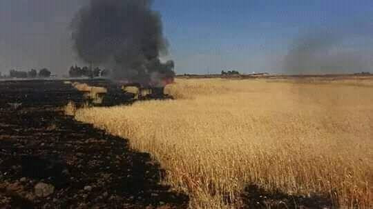 ألسنة النيران تلتهم 50 دونما م...