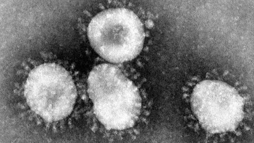 اكتشاف 6 أنواع لفيروس كورونا ب...