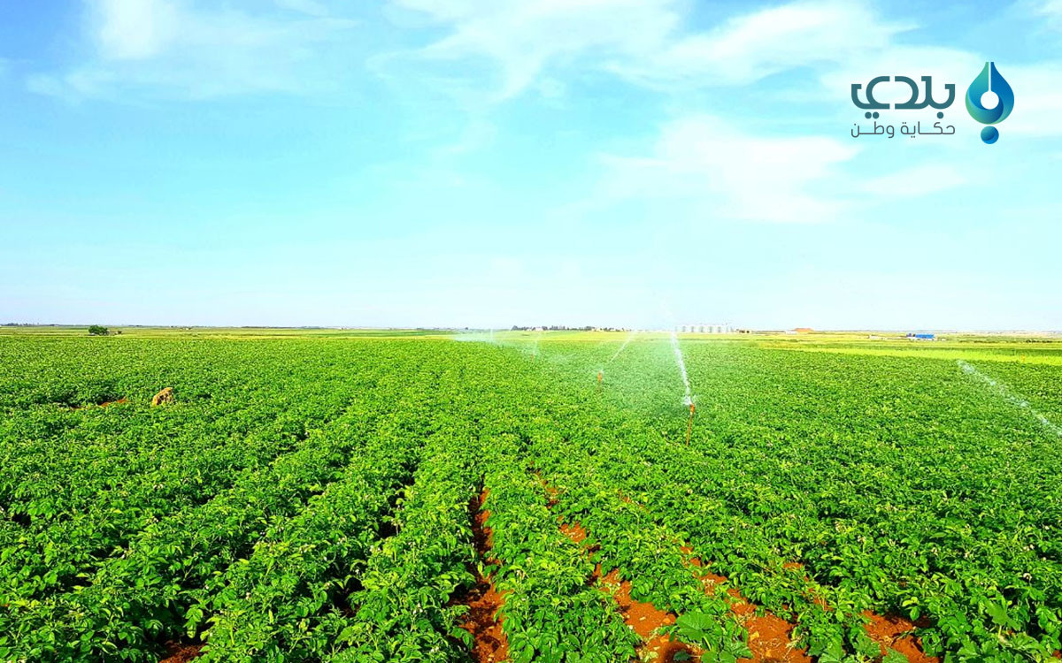 "البطاطا" تكبد مزارعي شمال حلب...