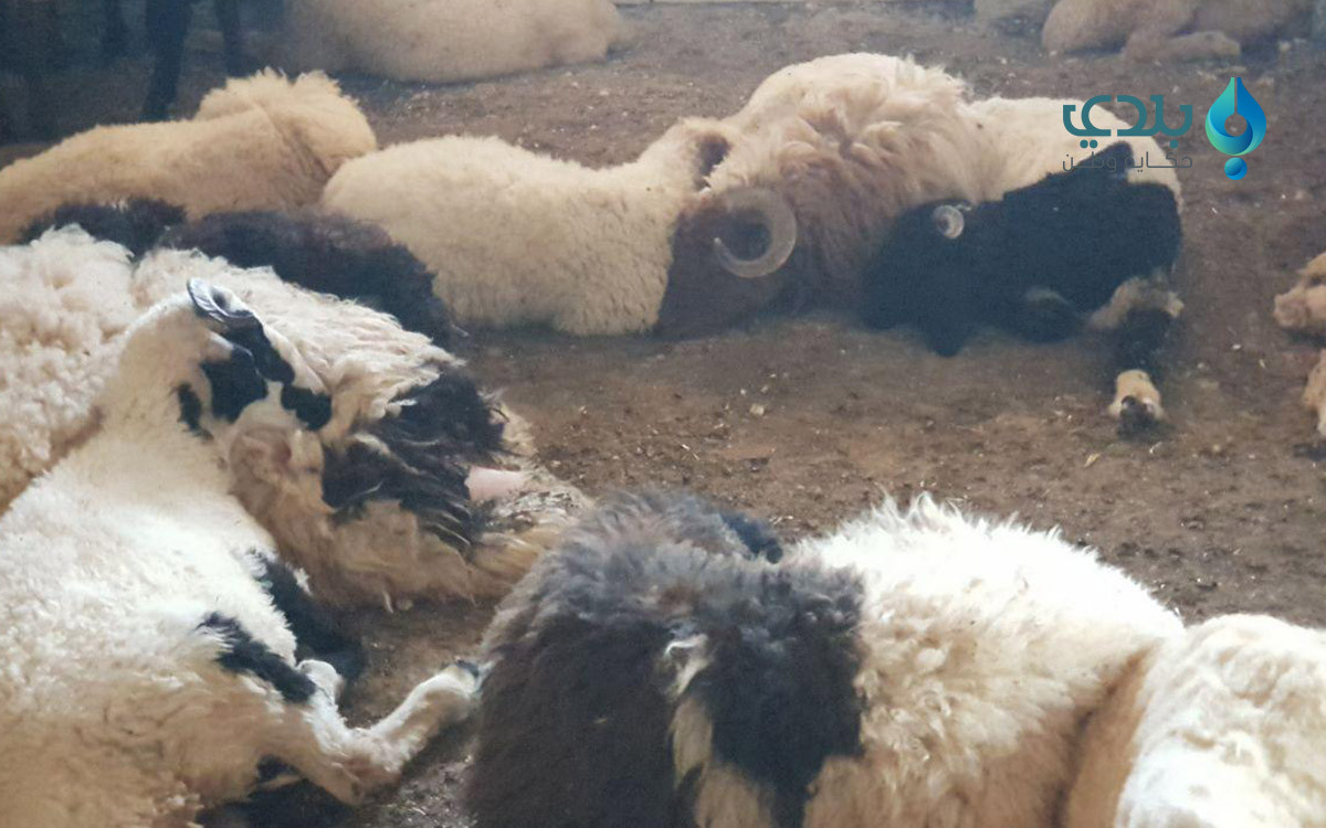 أسعار الأضاحي تتضاعف مع اقتراب...