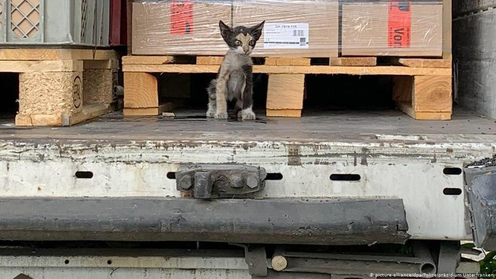 قطة تونسية تبحر عبر المتوسط وت...