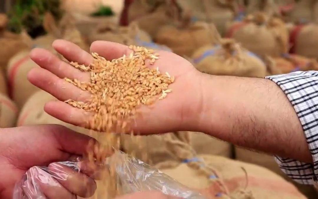 إدارة "قسد" تحدد سعر بذور القم...