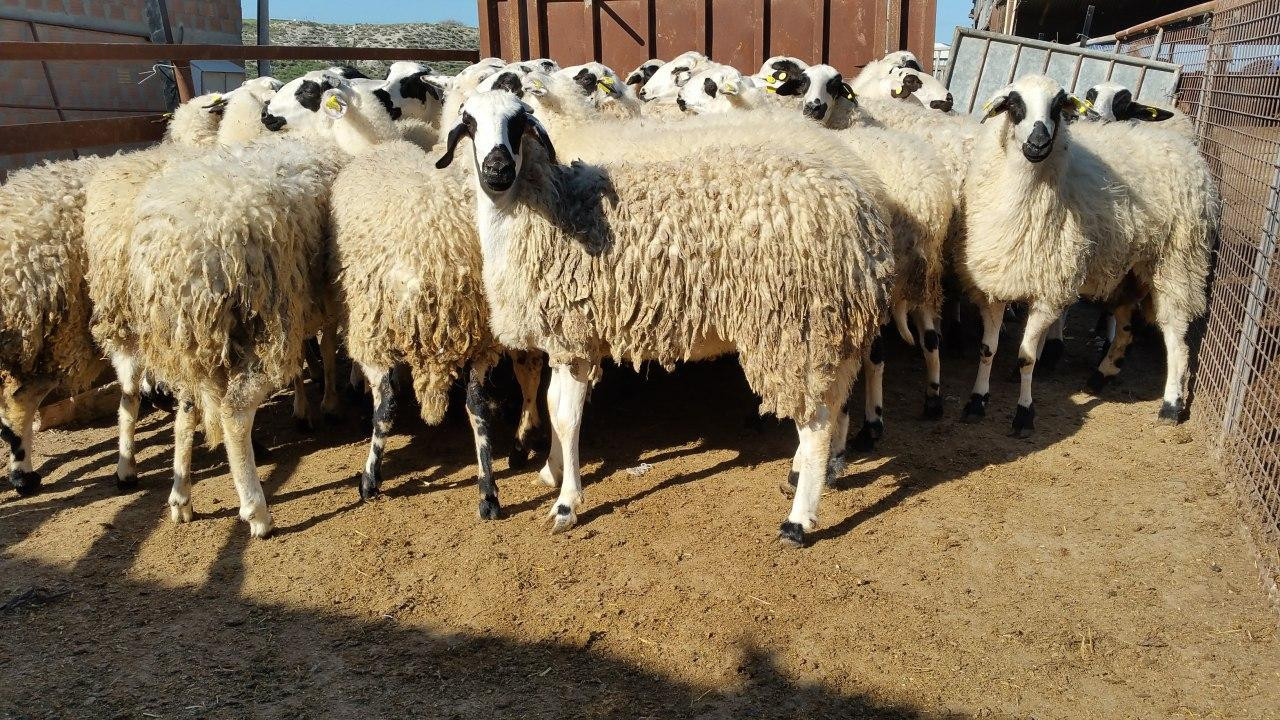 أسعار خيالية للحم الغنم بدمشق...