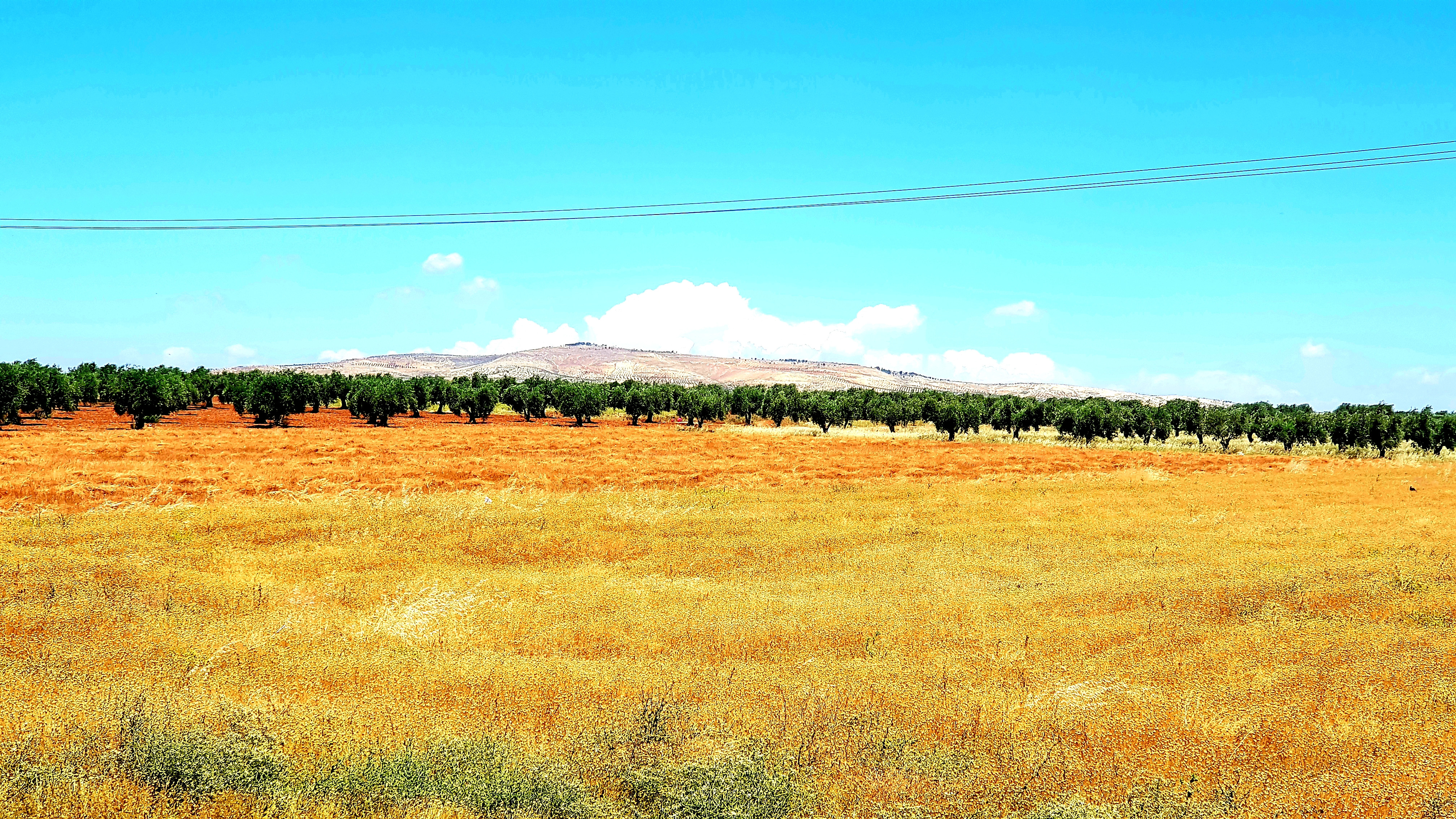 حلب.. "محلي عفرين" يمنع قطع ال...