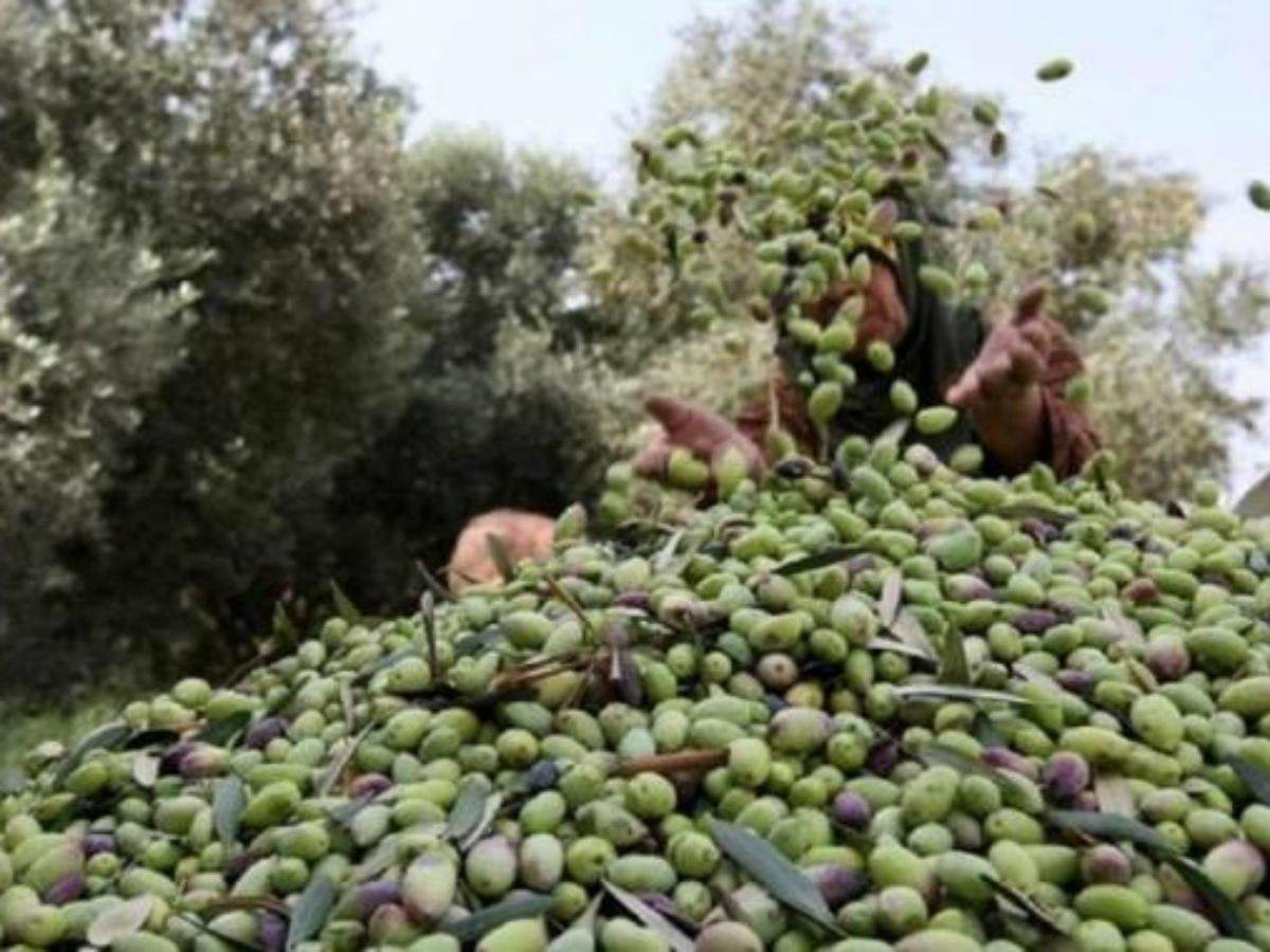 موسم "الزيتون" مسؤول عن أزمة ا...