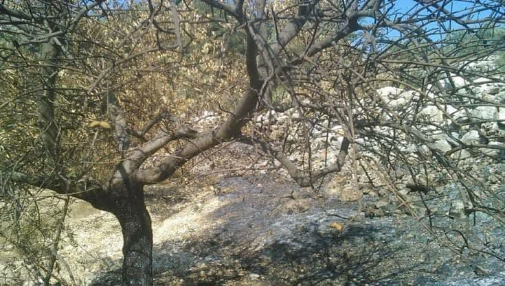 تعويضات الحرائق.. النظام يحابي...