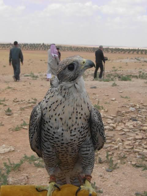 فقدان الاتصال بصيادي طيور من م...