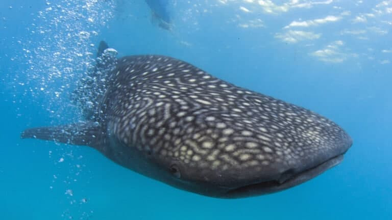 حوت مهدد بالانقراض يظهر بمياه...