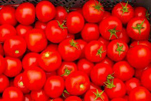 بيع البندورة بـ"الحبِّة" في دم...