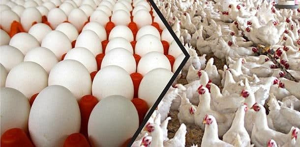 في دمشق.. الفروج يباع بالقطعة...