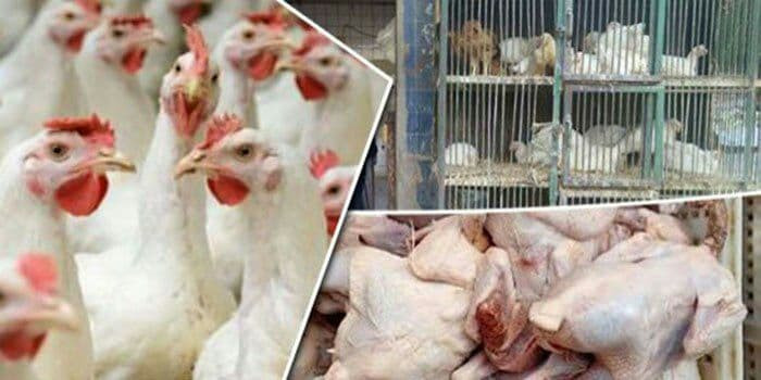 خلال أسبوع.. ارتفاع أسعار الدو...