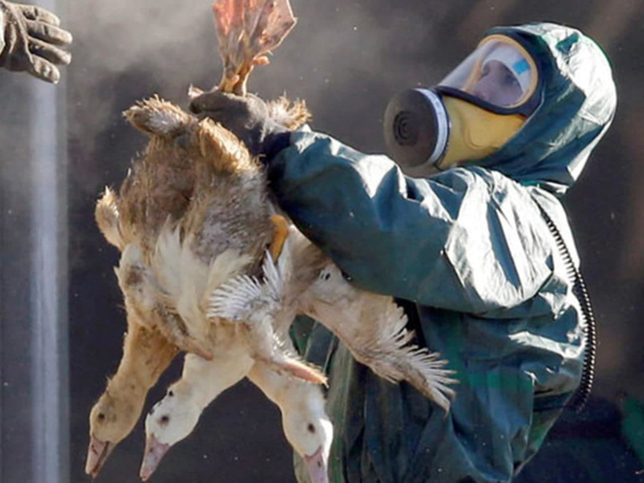 فرنسا.. إعدام 400 ألف بطة مع ت...