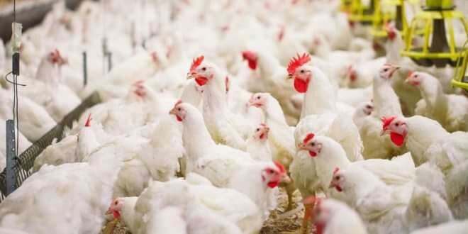 انهيار سوق الدواجن في طرطوس 