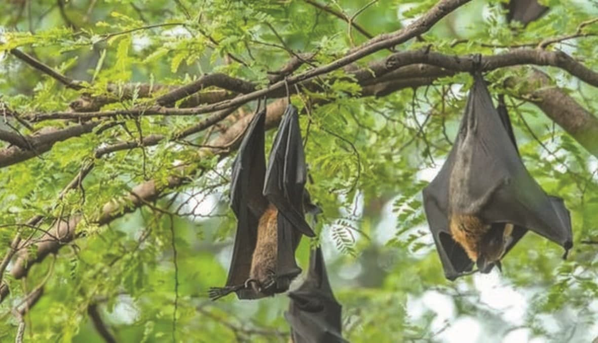 "كـورونـا" حمل وديع.. فـيـروس...