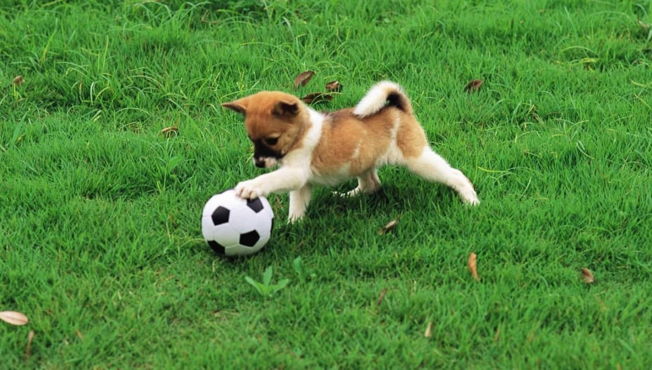 رجل أعمال أمريكي يورّث كلبته 5...