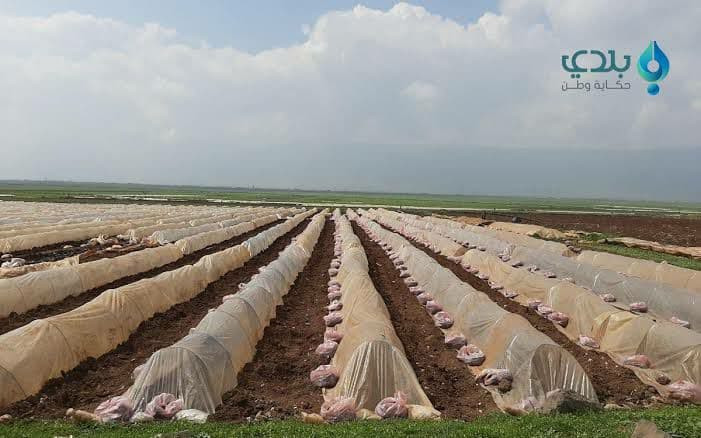 سهل الغاب في حماة.. ارتفاع جنو...