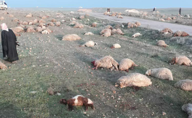 مقتل مدني ونفوق ما يقارب 400 ر...