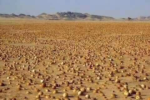 التصدير يحرم السوريين من "الكم...