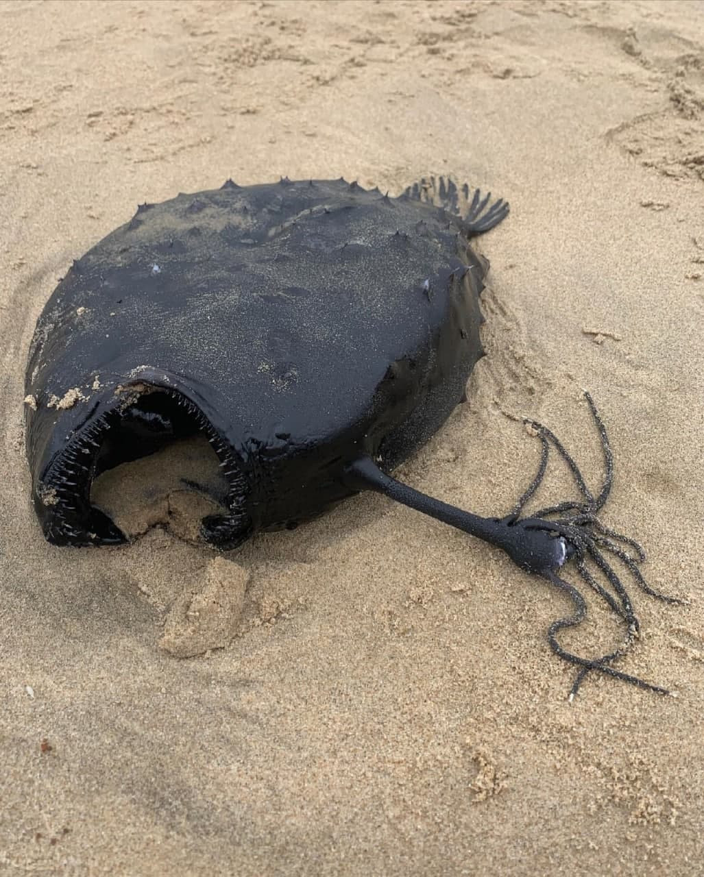 ظهور سمكة مخيفة على شاطئ كاليف...