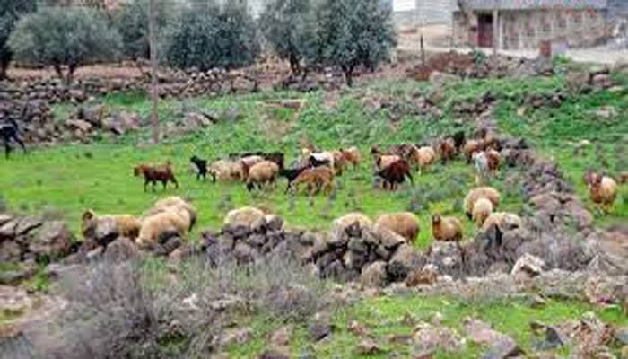 صحيفة موالية: مزارع تربية المو...