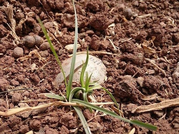 حلب.. مقتل طفلين بانفجار في ال...