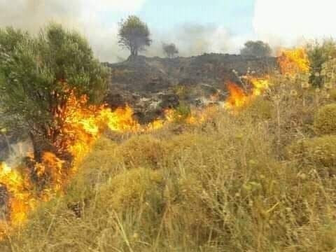 جميعها مزروعة بالأشجار المثمرة...