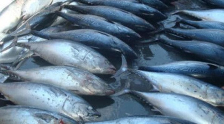 21 حالة تسمم بسمك "البلميدا" ف...