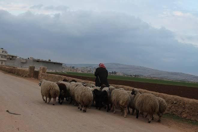 ميليشيات إيران تقتل راعي أغنام...