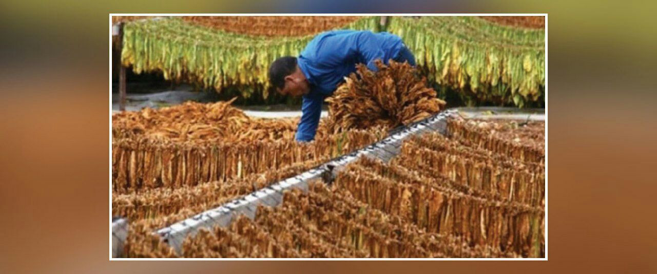 تراجع بإنتاج زراعة التبغ في من...