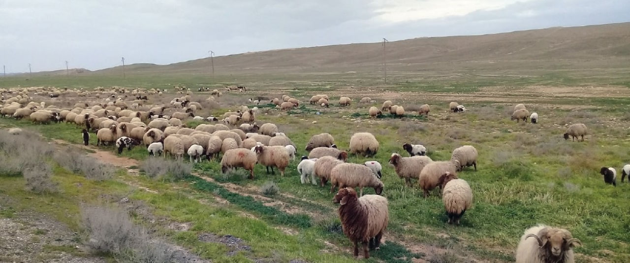 خبير يحذر من سماح النظام بتصدي...