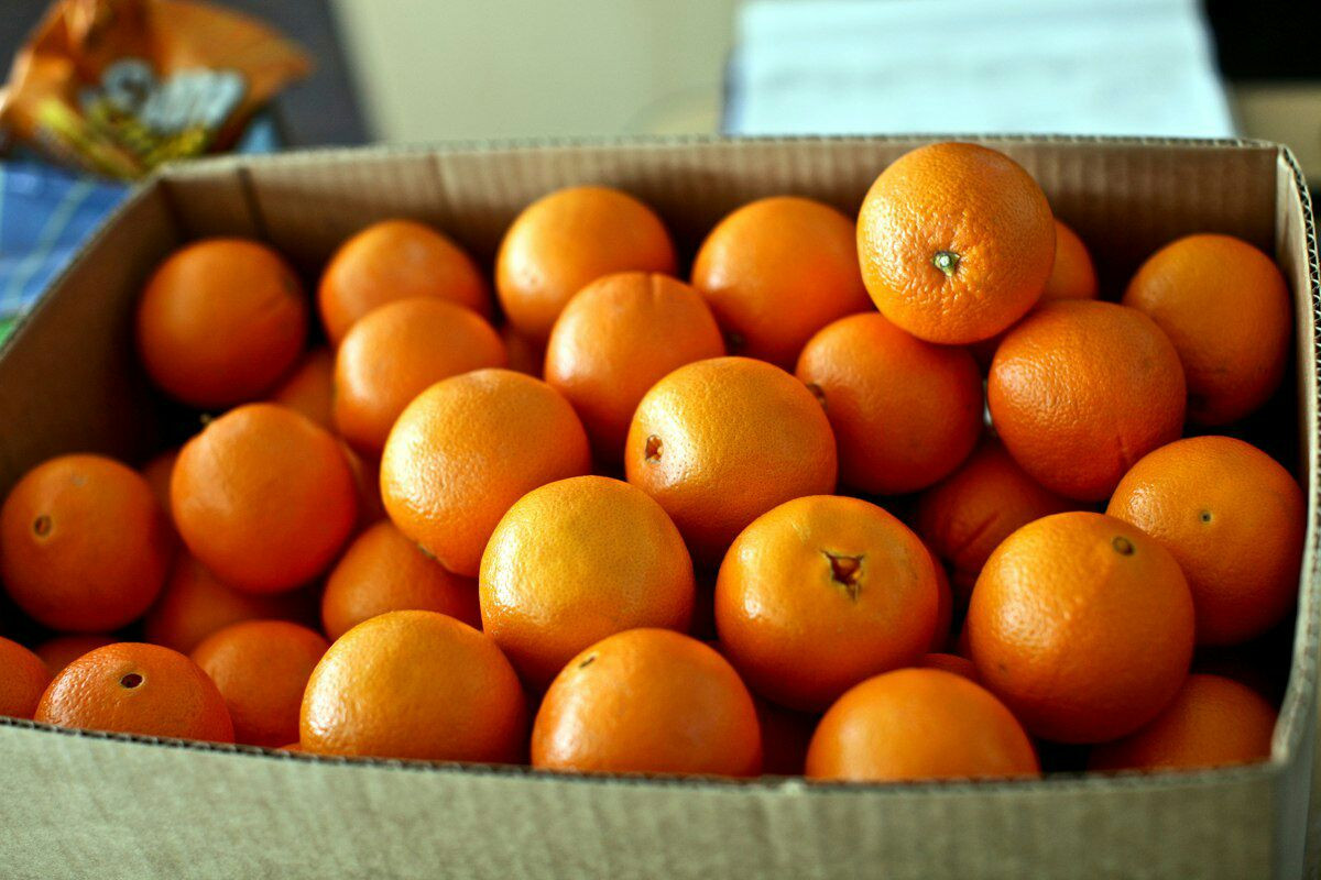 هزيمة "الحمضيات السورية" في "ا...