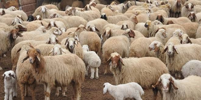 الثروة الحيوانية مهددة بخطر اﻻ...