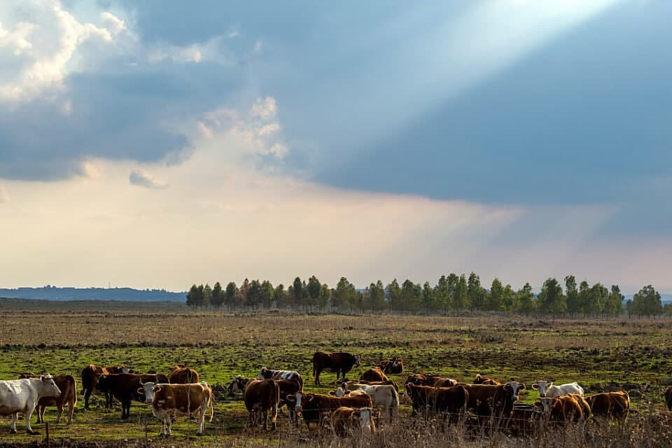 خطة إسرائيلية لمضاعفة المستوطن...